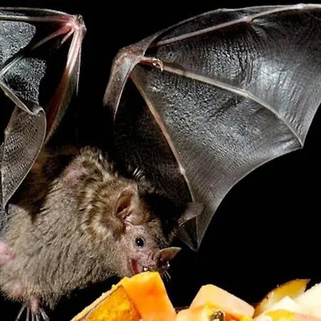 Konukevi Zur Fledermaus *